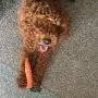 LKXHarleya Carrot Puppy Chew Toys Teething Small Dog Braided Braided Pet Toys for Aggressive Chewers,Long 22cm LKXHarleya Carrot Puppy Chew Toys Teething Small Dog Braided Braided Pet Toys for Aggressive Chewers,Long 22cm