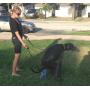 Catch-a-Poo 60 Free Bags - Pooper Scooper A Light Weight Device That Catches Dog Poo Before Hitting The Ground - No More Bending Over and Using Your Hand in Bag.