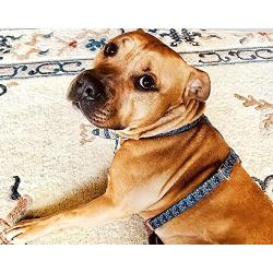 PAWZ PLAY Luxury Lace Print Black & White Dog Harness