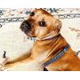 PAWZ PLAY Luxury Lace Print Black & White Dog Harness