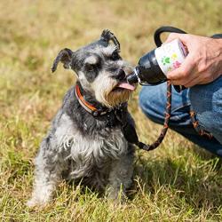 Long Paws Pet Water Bottle, 250 ml, Colourful Paws design, Small, Lick n Flow Dog Bottle