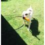 WATERBONE: First Water Sprinkler for Dogs!