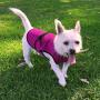 DOGZSTUFF Dog Cooling Vest. Lightweight Jacket with Evaporative Cool Microfiber Technology, UV Protection Shirt, Sizing for Small, Medium and Large Dogs