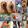 Sytian Dog Poop Bag Dispenser Dog Poop Bag Holder for Dog Waste Bags Dog Poop Bags Attaches to Dog Leash Includes 1 Roll 15 Bags (1 pcs)
