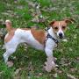 CollarDirect Adjustable Dog Harness Tribal Pattern Step-in Small Medium Large, Comfort Harness for Dogs Puppy Outdoor Walking