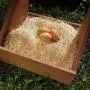 Petmate Precision Pet Excelsior Nesting Pads Chicken Bedding - 13x13 Inches - Package of 10 Petmate Precision Pet Excelsior Nesting Pads Chicken Bedding - 13x13 Inches - Package of 10