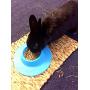STAYbowl Tip-Proof Ergonomic Pet Bowl for Guinea Pig and Other Small Pets; 1/4-Cup Size; Sky Blue