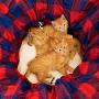 Kitty City Large Cat Tunnel Bed, Cat Bed, Pop Up bed, Cat Toys