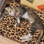 FLYSTAR Cat Bed Mat - Self Self Heating Warming Leopard Cute Cat Pad, Soft Flannel & Cotton, Support Machine Wash and Hand Wash, Comfortable Suitable for Small, Medium, Large Cats/Puppies FLYSTAR Cat Bed Mat - Self Self Heating Warming Leopard Cute Cat Pad, Soft Flannel & Cotton, Support Machine Wash and Hand Wash, Comfortable Suitable for Small, Medium, Large Cats/Puppies