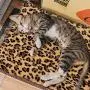 FLYSTAR Cat Bed Mat - Self Self Heating Warming Leopard Cute Cat Pad, Soft Flannel & Cotton, Support Machine Wash and Hand Wash, Comfortable Suitable for Small, Medium, Large Cats/Puppies