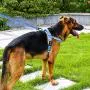 AdventureMore No Pull Choke Free Dog Halter Harness Leash Set - Dog Harness with Handle & 5 ft Double-Handle Shock Absorbing Bungee Training Leash AdventureMore No Pull Choke Free Dog Halter Harness Leash Set - Dog Harness with Handle & 5 ft Double-Handle Shock Absorbing Bungee Training Leash
