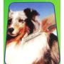Symak Sales Co Pet Dog Cat Hair Trimmer with Comb + 2 Razor Cutting Grooming Cut Care New Save