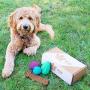 Chew King Dog Box - Durable Fetch Balls, Premium Treater and Chewing Toy Collection, Dog Toy Git Box