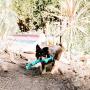 Playology Silver - Dental Rope Dog Toy - Designed for Senior Dogs - Engaging All-Natural Scent