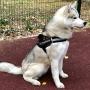 Dog Harness No Pull for Small and Medium Dogs Harness Vest Adjustable Service Camouflage Outdoor Training Harness K9 Outdoor Military Patrol Working Dog Vest Hunting Dog Training Clothes