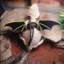 TUOKING Adjustable Lizard Leash and Harness Set Bearded Dragon Leather Wings, S, M, L, 3 Pack