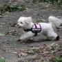 Julius-K9 IDC Harness Size Baby 2