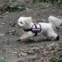 Julius-K9 IDC Harness Size Baby 2 Julius-K9 IDC Harness Size Baby 2