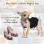 Haute Diggity Dog Fashion Hound Collection | Unique Squeaky Parody Plush Dog Toys – Strutting on The Dogway!