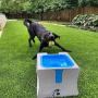 IDOGMATE Interactive Ball Launchers for Dogs Automatic Tennis Ball Thrower for Dogs