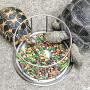 Gancon Stainless Steel Reptile Food Feeder,Durable Water Dish Bowl for Tortoise Turtles(S)