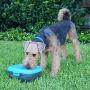 Dog H2O DH025 Cordless Battery Operated Pet Water Fountain, Cool Blue/Translucent Black