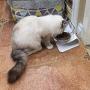 Cat Bowl with Raised Stand Pet Food Bowl Perfect for Cats and Small Dogs