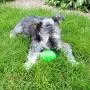 Gnawsome 3.5'' Spiky Squeak & Light Football for Dogs - Durable, Rubber Bouncy Puppy Fetch & Chew Toy for your Pet, Colors will vary Gnawsome 3.5'' Spiky Squeak & Light Football for Dogs - Durable, Rubber Bouncy Puppy Fetch & Chew Toy for your Pet, Colors will vary
