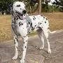 Dog Harness No Pull for Small Medium Large Dogs, Adjustable Dog Vest with Reflective Strips, Comfortable and Will Not Harm The Skin, Used for Daily Walking, Running, Training Dog Harness No Pull for Small Medium Large Dogs, Adjustable Dog Vest with Reflective Strips, Comfortable and Will Not Harm The Skin, Used for Daily Walking, Running, Training