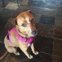 Creation Core Reflective Nylon Dog Harness and Training Leash Set Padded Durable Adjustable