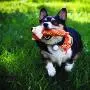 KONG Winder Fox Pet Toy, Medium KONG Winder Fox Pet Toy, Medium