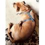 PAWZ PLAY Luxury Lace Print Black & White Dog Harness