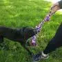 Otterly Pets Dog Toys (Big Size 3-Pack) - 23-Inch 3-Knot, 13.5-Inch Handled Rope with Attached Ball, 4-Inch Ball - Tough Durable (Not Indestructible) Ropes Toy Set for Medium to Large Dogs Otterly Pets Dog Toys (Big Size 3-Pack) - 23-Inch 3-Knot, 13.5-Inch Handled Rope with Attached Ball, 4-Inch Ball - Tough Durable (Not Indestructible) Ropes Toy Set for Medium to Large Dogs
