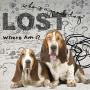 The Blissful Dog Age Well Dog Aromatherapy