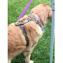 PawsGlobe Seasonal Dog Harness with Nylon Webbing Underlay and All-Metal Hardware, Adjustable Neck and Chest for Every Size (Sugar Skull, Small (Neck 6''-14'',Chest 10''-20'') 3/4'' W)