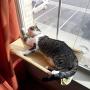 PETPAWJOY Cat Bed, Cat Window Perch Window Seat Suction Cups Space Saving Cat Hammock Pet Resting Seat Safety Cat Shelves - Providing All Around 360° Sunbath for Cats Weighted up to 30lb