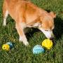 Youngever 2 Pack Dog Ball Toys for Pet Tooth Cleaning, Chewing, Fetching, IQ Treat Ball Food Dispensing Toys