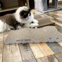 Poils bebe Cat Scratching Pad, Cardboard Reversible Cat Scratcher Large Wide Corrugated Modern Sofa Bed with Catnip (Pack of 4)