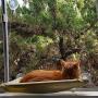 PETPAWJOY Cat Bed, Cat Window Perch Window Seat Suction Cups Space Saving Cat Hammock Pet Resting Seat Safety Cat Shelves - Providing All Around 360° Sunbath for Cats Weighted up to 30lb