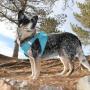 DOGGIE DESIGN Choke Free Reflective Step in Ultra Harness Sky Blue American River