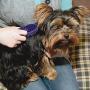 Coastal Pet Products Lil Pals Soft Tip Massager Brush for Dogs