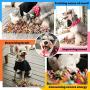 PETRADISE Snuffle Mat for Dogs Sense Training, Slow Feeder in Mixed Color (12'' x 18''), Imitating Dense Grass Encourages Natural Foraging Skills, Alternative to Dog Bowls, Durable and Machine Washable