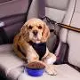 Sabuy Collapsible Dog Travel Bowl Sabuy Collapsible Dog Travel Bowl