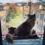 Kitty Cot Original Worlds Best Cat Perch Black Fabric Color