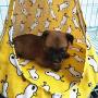 MJEMS Cat Small Dog Cosy Bed,Cat Hammock Tent, Pets Cartoon Bed Hideout Cave, Universal Pet House,Cage Hanging Bed for Ferret Rabbit Chinchilla Cat Guinea Pig,2 in 1 Summer&Winter