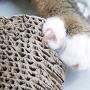 Cat Scratching Post- Wood and Cardboard Incline Vertical Scratcher Station for Kittens and Large Cats, Furniture Scratch Deterrent by PETMAKER