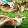 FURINKAZAN Pets Dematting Comb - 2 Sided Dematting Tool for Dogs and Cats,Safe Grooming- Comb Out Mats & Tangles Easily