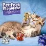 HNYYZL 10 Pack Crinkle Balls Cat Toys, Mylar Crinkle Balls Cat Toy , Lightweight Shiny Cat Crinkle Ball Rustling(Assorted Colors) HNYYZL 10 Pack Crinkle Balls Cat Toys, Mylar Crinkle Balls Cat Toy , Lightweight Shiny Cat Crinkle Ball Rustling(Assorted Colors)