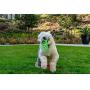 Floppy Spike Dog Frisbee Soft: Best Flexible Flying Dog Toy | Made in USA | Medium & Large Dog Frisbee | Best Dog Toy for Toss & Dog Fetch | Teach Your Dog Fetch | Soft Flexible Dog Toy Flying Disc