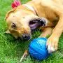 ST Pet 532501 Rowdy Roller Ball Dog Toy, Blue, 4.5'' Diameter